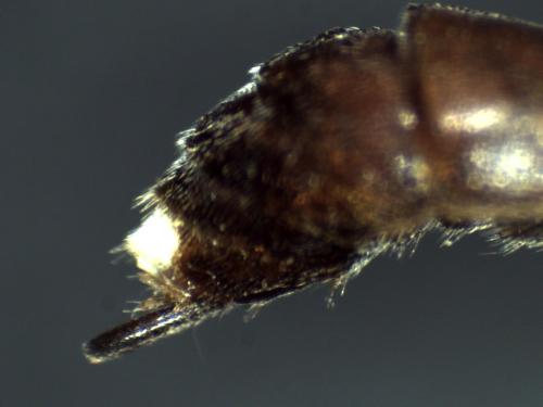 Réf. 311 116 : Vulgichneumon sp.
